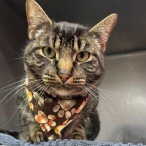 6a5a6b86d2b2cace7fba4c3de637ca52