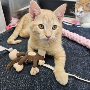 6a66d8112b481e902a8ecc627f470bb7