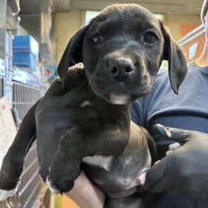 6ef31d7aca48337a745fd7c826fcd723