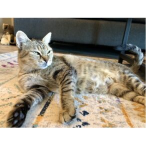 6fae36b2aa696b16f69b441d25ba6b33