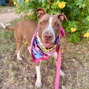 720b1b56caeb62d8fa891c4bfe10f729