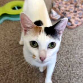 7463ea27c8c31ebb1259f6252415abdb