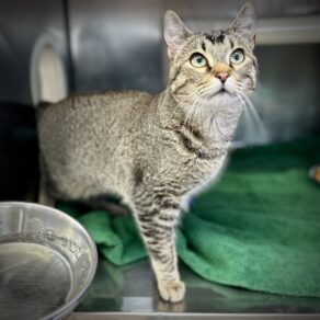 74cc4e508e48819117d94a4789388e3f