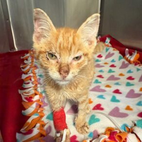 7c889da05540c3ee33563ec14b70bd9b