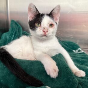 800cdcb4a0d02910461e866647f8274b