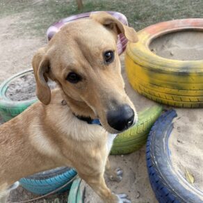 85a9a889ed30ff437d242a8ac41e7f80