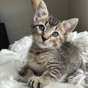 8e20d76a3d2b4f39cf29cfa6d2063daa