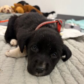 8e376fa59aad1fdcd05f3df5077c17f4