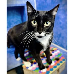 8e3f6ca5112dd258f8f819b4c93ad4ea