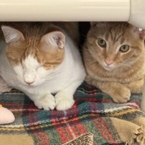 9334dcbe252f4dfd2907b88e036eef77