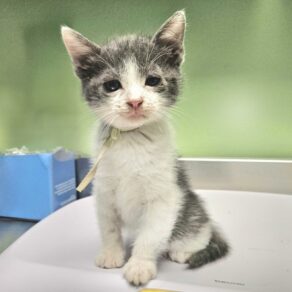 94f135a7f2cf5462b5b9f1557d788dda