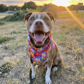 95a3ca5afe732fc37cd9755f2c7807e4