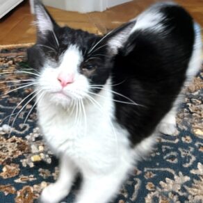 9871ddde7311f2616c07ff391438b913