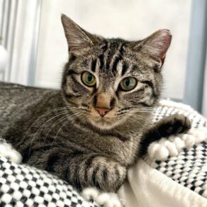 9976a0c51816957c4d74129e97449f43