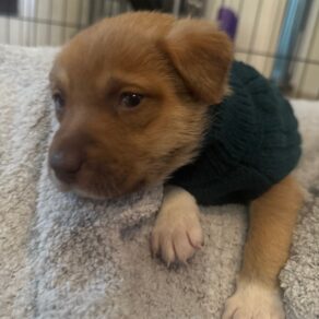 9e7c7dcbeacaf4c401ff9243120b588f