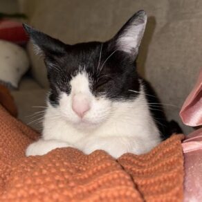 A1e74d4b0149bd8e12f7495da0939367