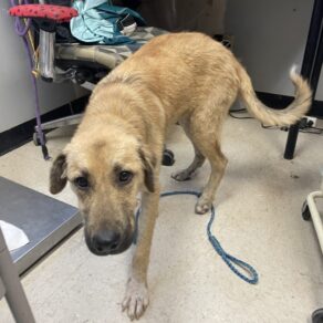 A1fbe0552a3b9f2f34e30d2adedc2dc7