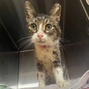 B15e68b33506b910bd742b471494618d