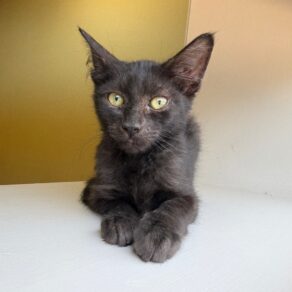 B2613d99e0112391f9870419c8f6ba90