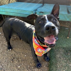 B4de86ee223029e1886a50297995fbd1