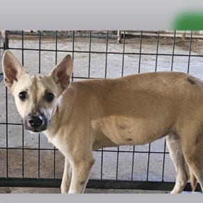 B64595160d77750b8ff02e13d6ccf12e