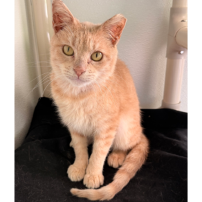 B738ab3c86d77fea382f6f7384843032