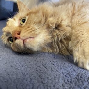 Ba35741efee00545983dbba7c46554db