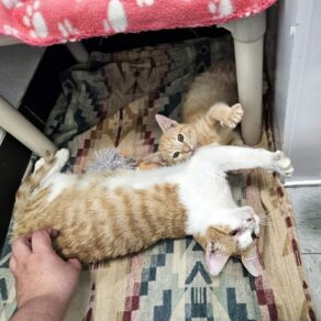 Bb0290193473b37b6cc93cbc58195986