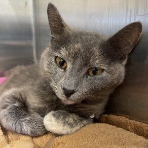 Bebee265c80ae63688f4225335493753