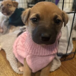 Bede9c60da549ded8888a87e1b82180a