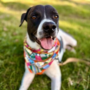 Bfe158b72513a0acf13643e60fa1dd28