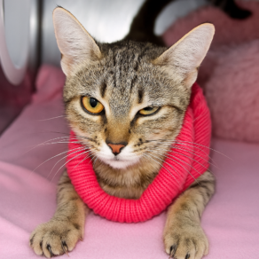 C291305602e3f8b3bb189386b6ea067d