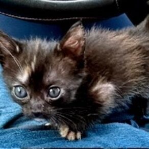 C41ce90b395354d4722568e7caba035d