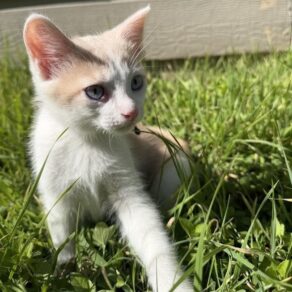 C465c23dcf0f76435123f6278636f6cd