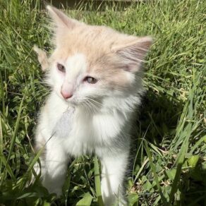 C47703e28a43351f154fc87b62dda013