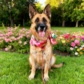 Ccc8175b832285e3681d6415e04ba44c