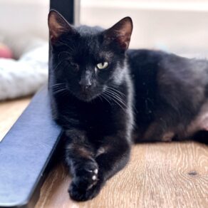 D12a9b48ad35ba442975bd36b627f5da