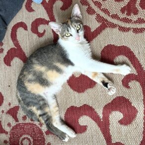 D2b9a50ec4eedff881e299636146d665