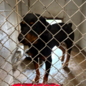 D541843934b83778f6cec154efef1650