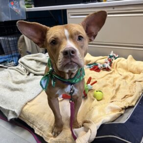 D582fa38b03d0339e51e79780aa65119