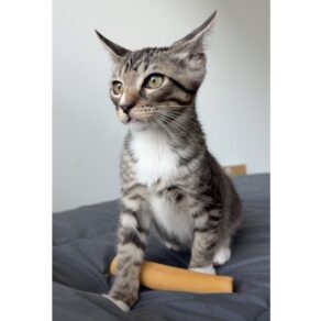 D8cb6cc10f3193a2657fe5c657b3d8ce