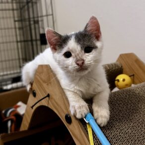 Da1f5dfd35883ff98d0f2088543e6dc2