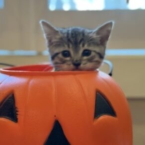 Dac6334dd74cc907f1081ad25d51e891