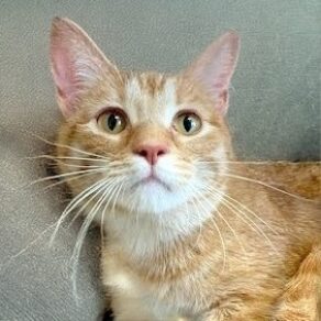 Dc2f6e0599a62e08830e4cf8447e0634