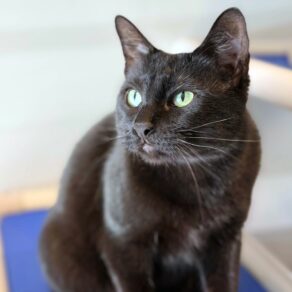 Dfb9827b8c23b1977f367f7568ffaba9