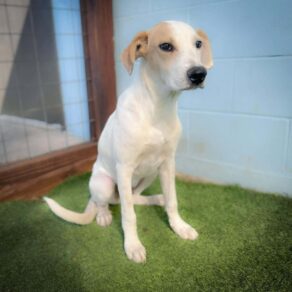 E030634dabc1853b3a2d223ba6700398