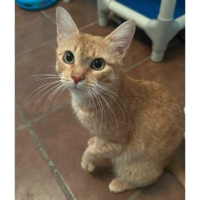 E032eaa67e1942e16890ae282558dd44