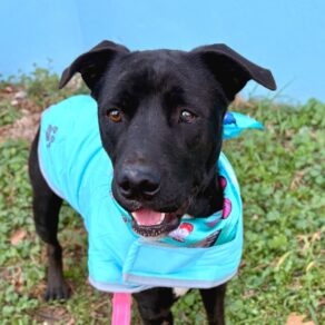 E2be905eb069c56aa0d71017f902bfb1