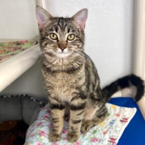 E347a696c779ea7c47d990086f913226