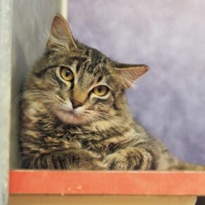 Ea2a6bc7f08e1a526f6f6f146e7b99ab